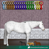Horse Color:Brown Sabino Splash Rabicano 