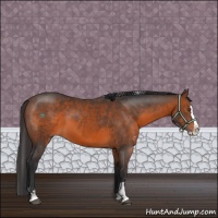 Horse Color:Brown Sabino Splash Rabicano 