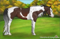 Horse Color:Bay Splash Tobiano 