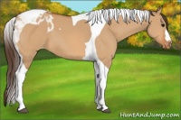 Horse Color:Bay Dun Tobiano Appaloosa