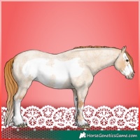 Horse Color:Red Dun Roan Splash Frame 