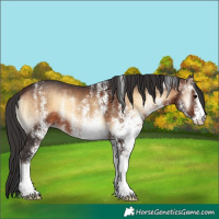 Horse Color:White Spotted Bay Onyx 