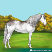 Horse Color:White Spotted Chocolate Silver Blue Onyx Chinchilla 