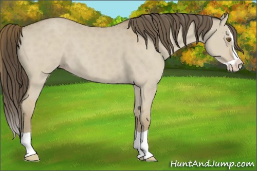 Horse Color:Classic Cream Champagne Dun Splash