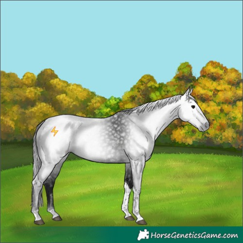 Horse Color:Gray Black Tobiano