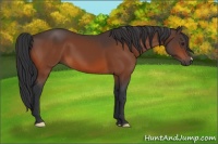 Horse Color:Brown 