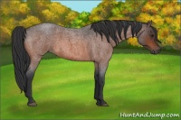 Horse Color:Brown Roan 
