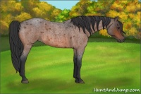 Horse Color:Brown Roan