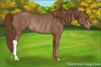 Horse Color:Chestnut Rabicano 