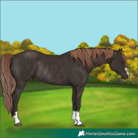 Horse Color:Liver Chestnut Rabicano 