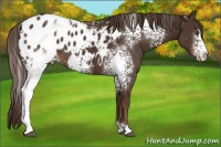 Horse Color:White Spotted Liver Chestnut Sabino Blanket 