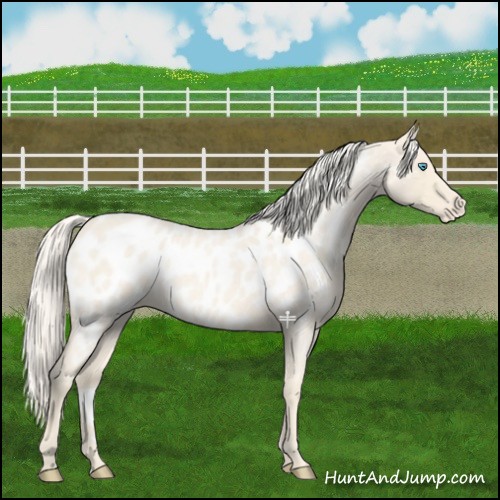 Horse Color:Cremello Roan Appaloosa 