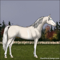Horse Color:White Spotted Cremello 