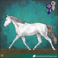 Horse Color:Bay Dun Tobiano Near Leopard Rabicano 