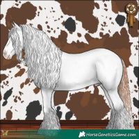Horse Color:Bay Dun Tobiano Appaloosa Rabicano