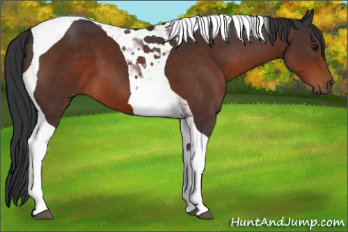 Horse Color:Brown Tobiano 