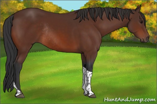 Horse Color:Bay Tobiano Rabicano