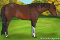 Horse Color:Bay Tobiano Rabicano