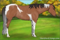 Horse Color:Bay Tobiano Rabicano