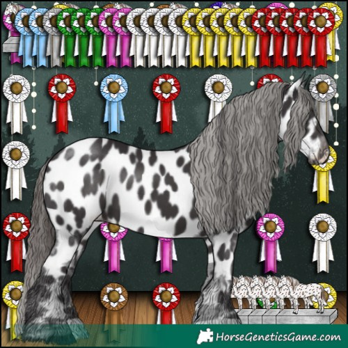 Horse Color:Smoky Black Appaloosa 