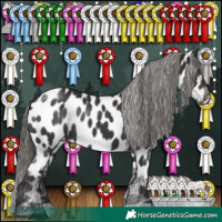 Horse Color:Smoky Black Appaloosa