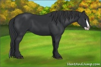 Horse Color:Black Splash 