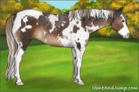 Horse Color:White Spotted Liver Chestnut Splash Tobiano 