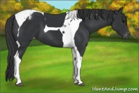 Horse Color:Black Tobiano Snowcap 
