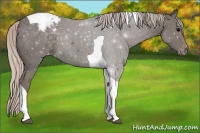 Horse Color:Silver Black Tobiano Appaloosa 