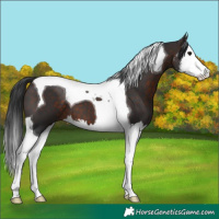 Horse Color:Brown Sabino Splash Tobiano 