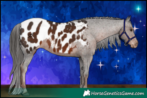 Horse Color:Liver Chestnut Appaloosa 