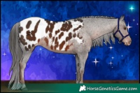 Horse Color:Liver Chestnut Appaloosa 