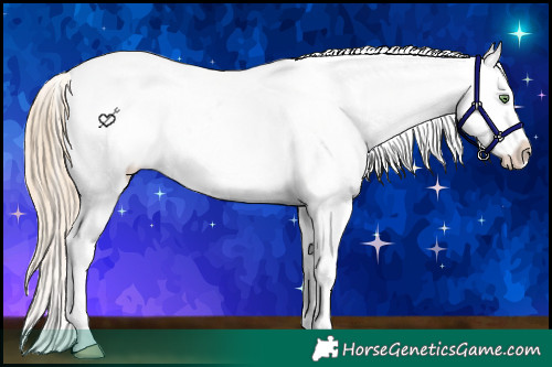 Horse Color:White Spotted Gold Champagne Splash Near Fewspot