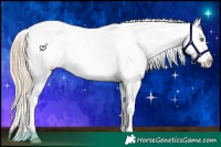 Horse Color:White Spotted Gold Champagne Splash Near Fewspot 