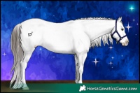 Horse Color:Liver Chestnut Sabino Splash Tobiano Appaloosa 