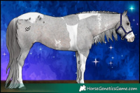 Horse Color:Brown Sabino Tobiano Appaloosa 