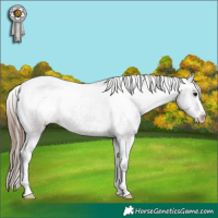 Horse Color:Grullo Varnish