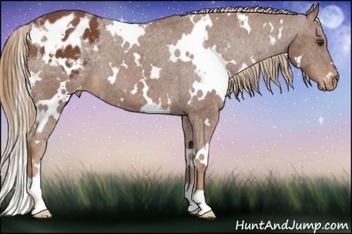 Horse Color:White Spotted Chestnut Varnish 