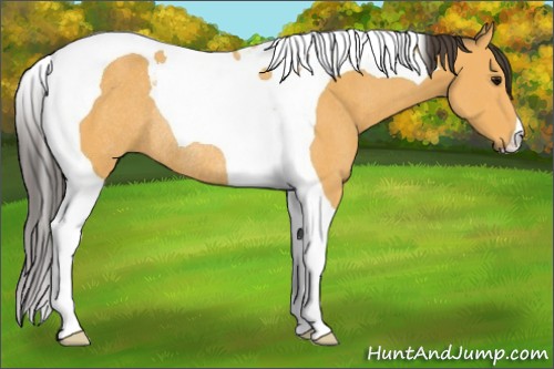 Horse Color:Buckskin Tobiano Rabicano 
