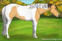 Horse Color:Buckskin Tobiano Rabicano 