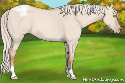Horse Color:Silver Classic Champagne Dun Appaloosa 