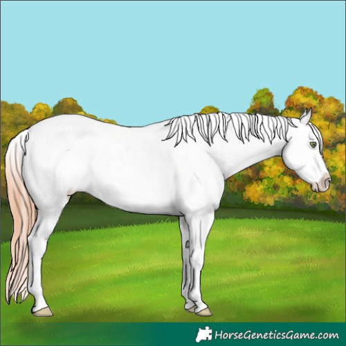 Horse Color:Amber Champagne Dun Sabino Appaloosa 