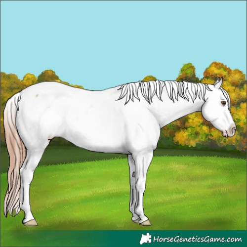 Horse Color:Classic Champagne Dun Tobiano Varnish 