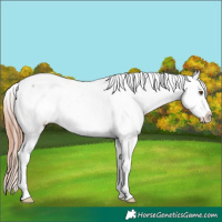 Horse Color:Classic Champagne Dun Tobiano Appaloosa 