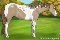 Horse Color:Classic Cream Champagne Sabino Tobiano Appaloosa 