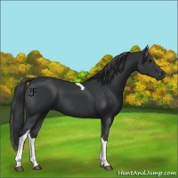 Horse Color:Black Tobiano