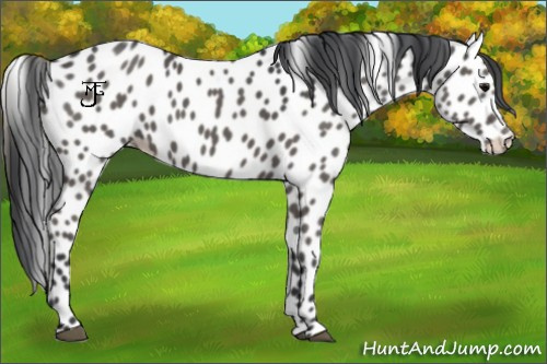 Horse Color:Black Appaloosa 