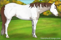 Horse Color:Classic Champagne Dun Sabino Splash Snowcap 