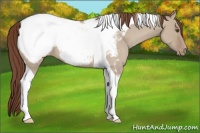 Horse Color:Classic Champagne Dun Tobiano Appaloosa