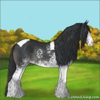 Horse Color:White Spotted Black Tobiano 
